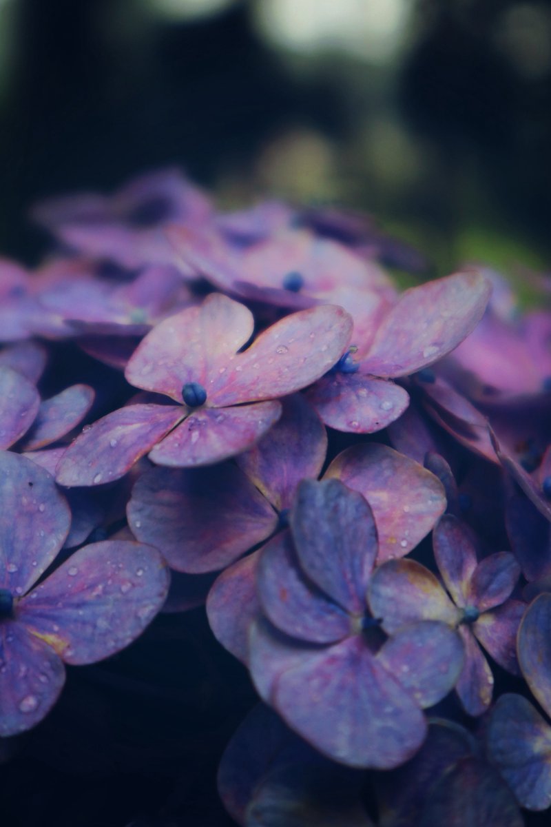 Viola_cos38's tweet photo. 今日は📸練習にラスト紫陽花撮りに行ってきた✨💠
紫陽花に雨露が滴っててとても綺麗でした✨👏
やっぱり花を撮るのが1番好き💕💐
#三室戸寺 https://t.co/nxMlBhcXik