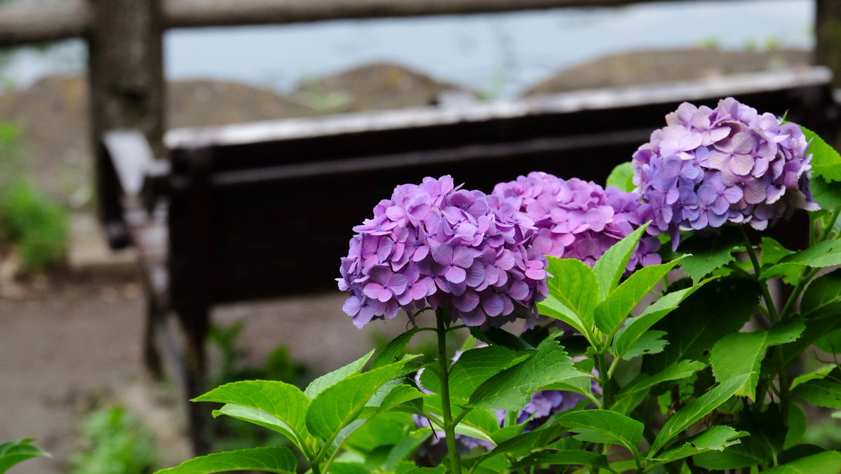 PatrascheTheCat's tweet photo. 松濤公園の紫陽花♪ https://t.co/OoUESVtvam