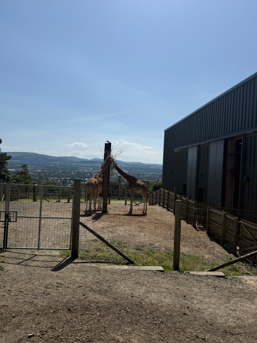 WallaceHallSch's tweet photo. 🦥🐒The Higher and Advanced Higher Biology classes had a trip to Edinburgh zoo this week. We had a great day in the sun, a talk on primate behaviour and some ethogram work watching the various animals to understand animal behaviour and welfare.🦒🐅 https://t.co/6EYl43R5iF
