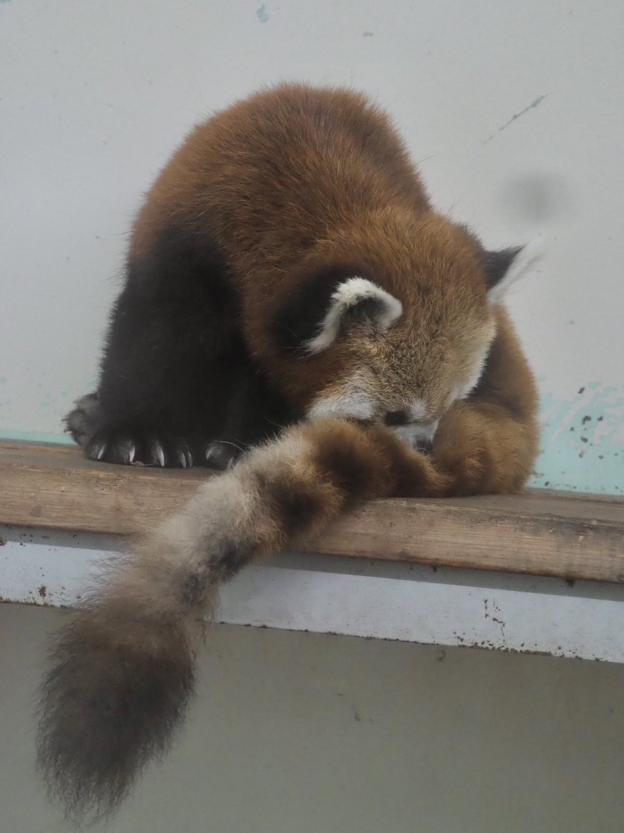 feeeed02's tweet photo. ライオンしっぽのキラくん🦁

#安佐動物公園
#レッサーパンダ https://t.co/HZFpINaKzA