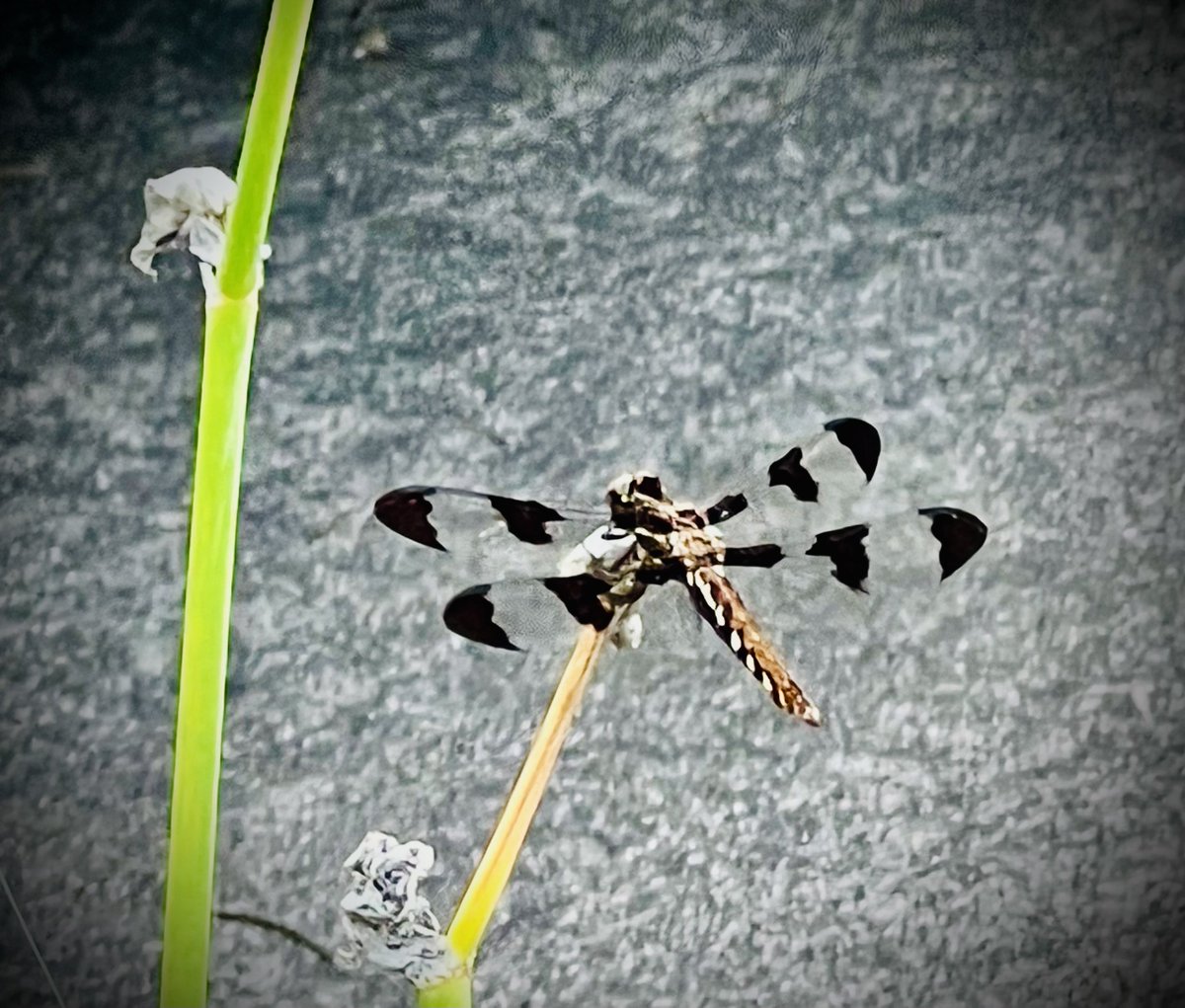 kncortes's tweet photo. “Be joyful in hope, patient in affliction, faithful in prayer.” Romans 12:12 NIV ❤️ This Whitetail dragonfly showed up at Nancyfangles‘s front yard yesterday. I had many opportunities to get closer than I ever dared before. I think she’s beautiful! ❤️ https://t.co/iEadIo6FQx