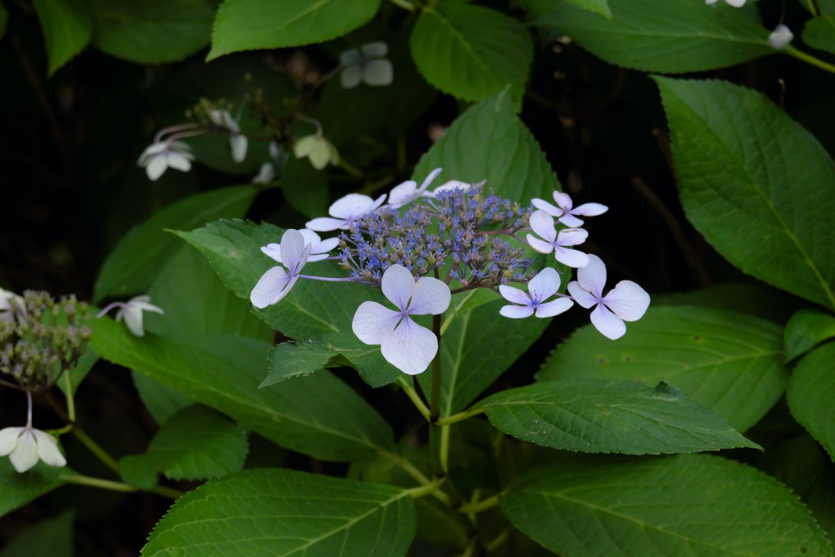 PatrascheTheCat's tweet photo. お台場海浜公園の紫陽花♪ https://t.co/y7YZyKFC4K
