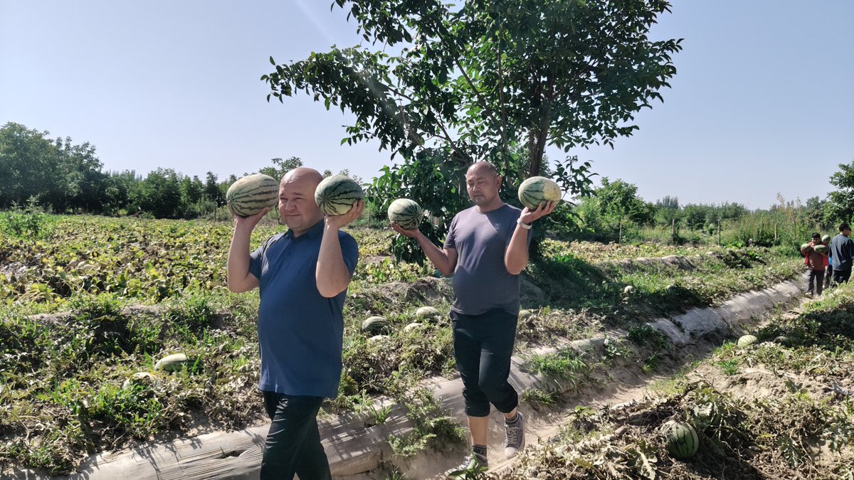 dbdx0c's tweet photo. Hotan’s fruits are fully ripe this summer. The meltwater from Kunlun and water of Zhandou Canal gift us this natural sweetness.
今夏和田瓜果尽数成熟。昆仑融水与战斗渠的活水，滋养出独属于这片绿洲的清甜。
#Hotan #Xinjiang https://t.co/ucHUQiUJPz