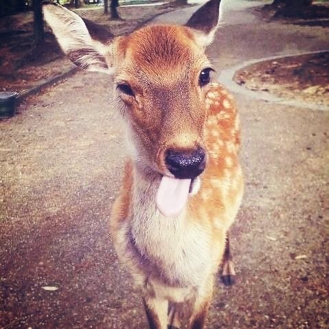 tastebackrrys's tweet photo. #joebird https://t.co/CnrntKY8LC