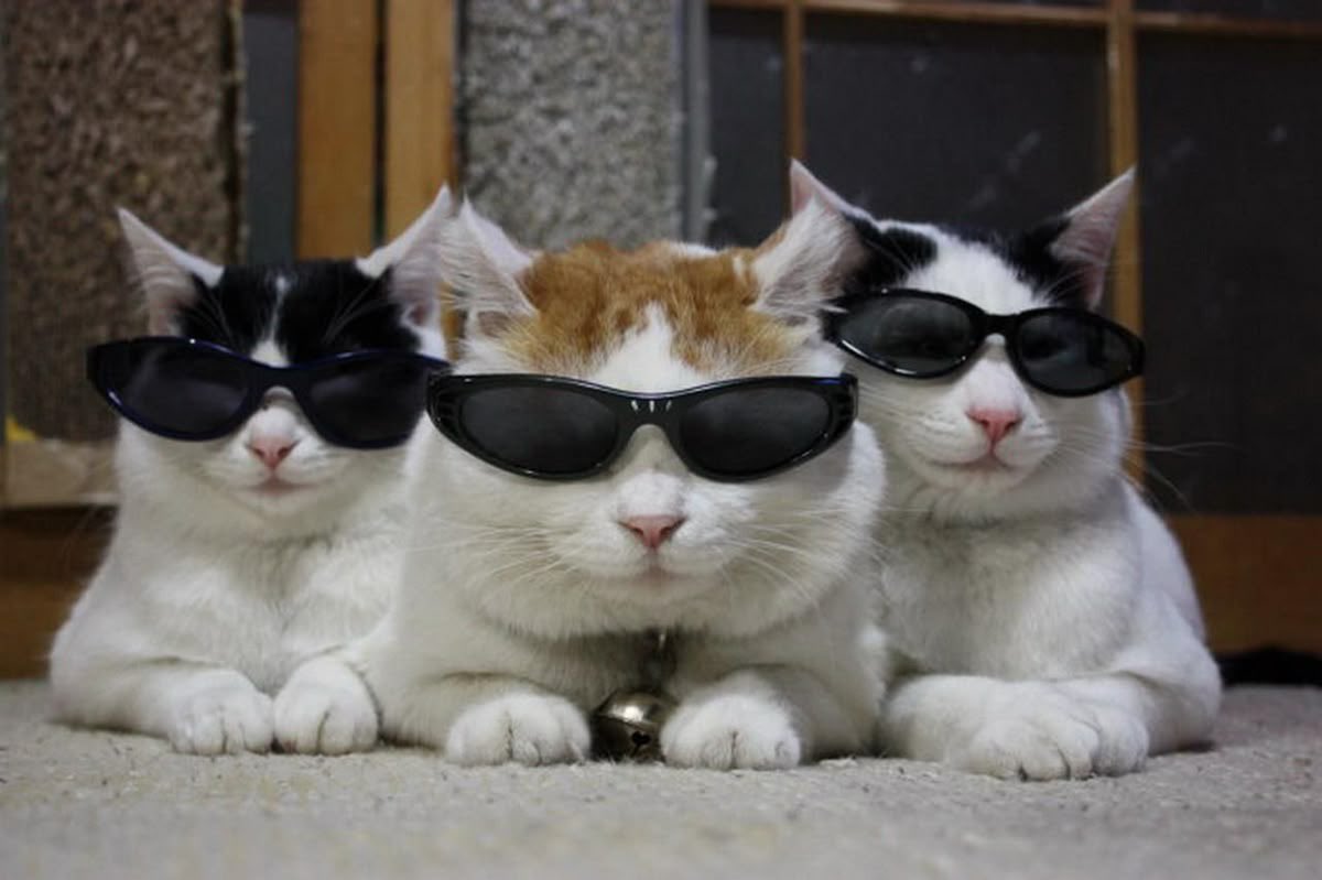 ldcatslady's tweet photo. 😎🤌 https://t.co/WHFFN0FuWz