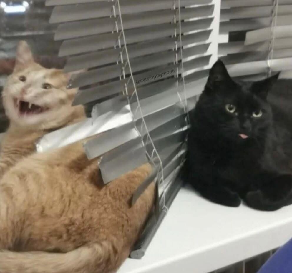 Black cats are not bad luck tweet media