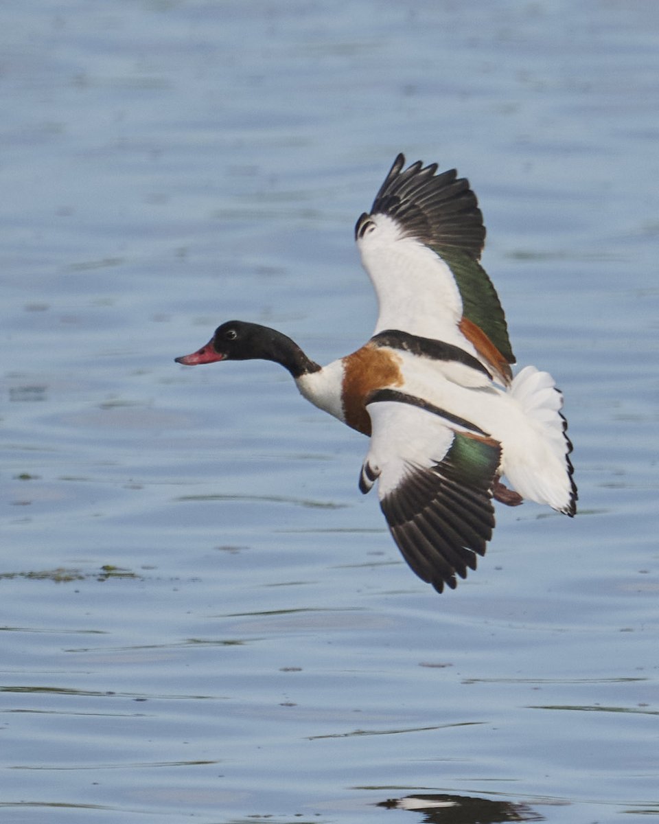 paulhayes55's tweet photo. Shelduck. https://t.co/zDlCbKWAuJ