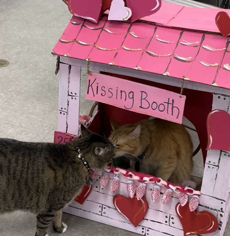 heart_jpg's tweet photo. Cat booth https://t.co/mk7izMMLen