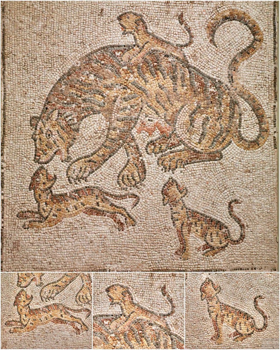 HISTORY_ADV's tweet photo. Roman mosaic of a tigress and three playful cubs! 
Eastern Roman Empire, AD300s. 
Cleveland Museum of Art https://t.co/5bmY08pShe