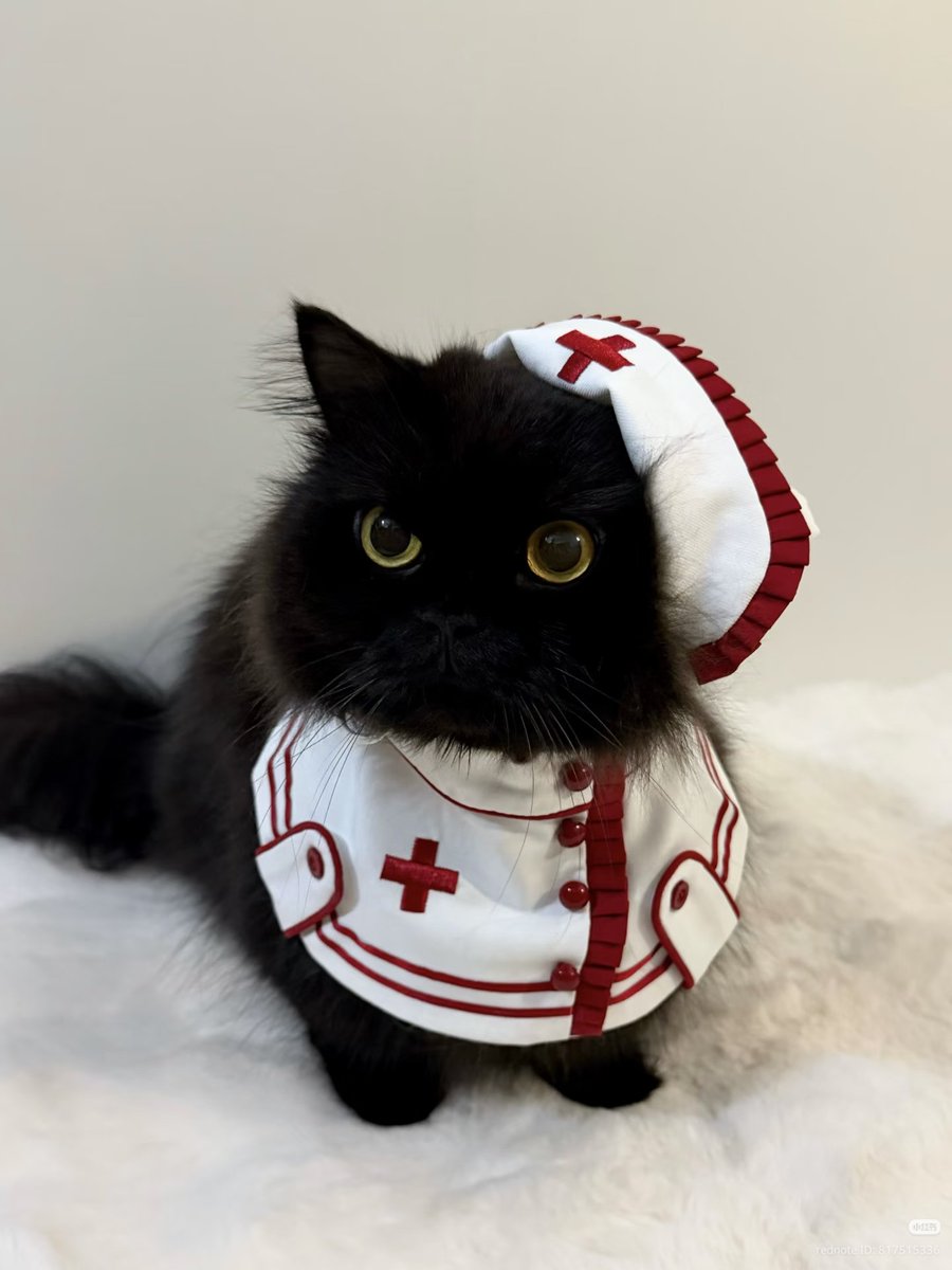 nocontextscats's tweet photo. Nurse meow https://t.co/Fmjz1vOilu
