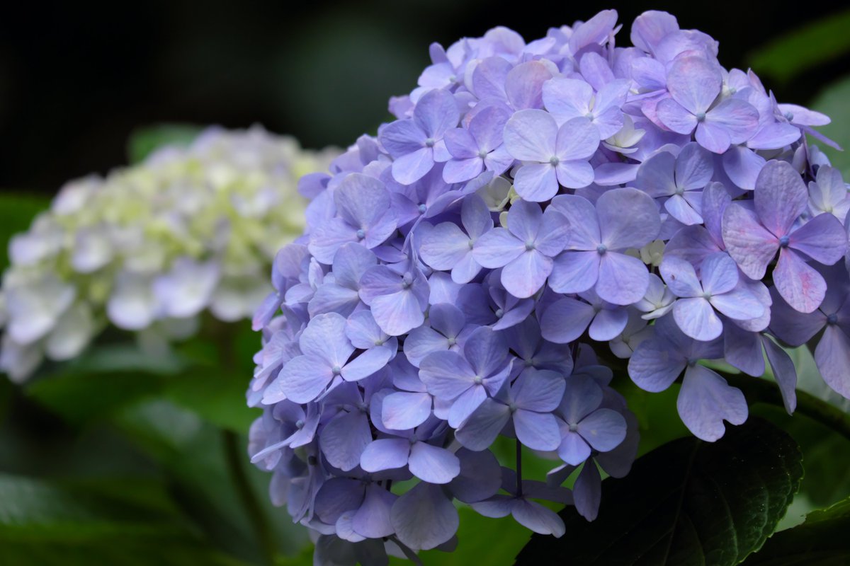 PatrascheTheCat's tweet photo. 新宿御苑の紫陽花♪ https://t.co/krq5RjaUh8