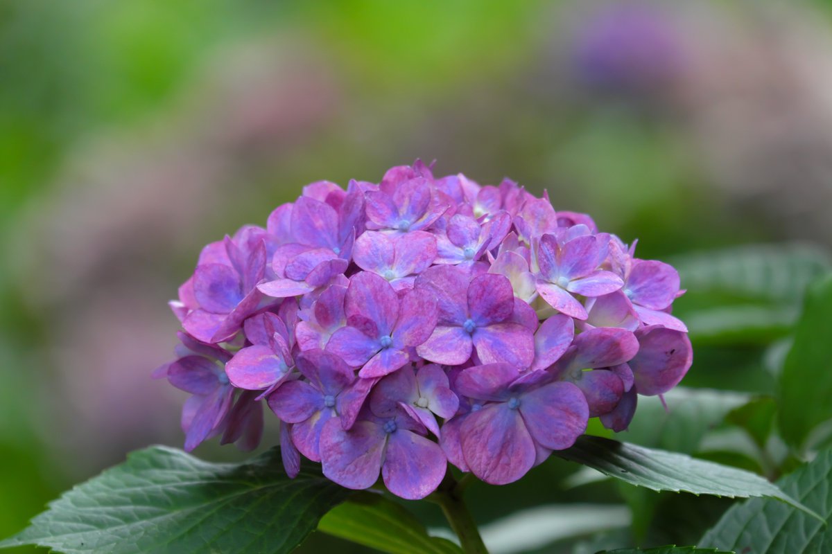 PatrascheTheCat's tweet photo. 新宿御苑の紫陽花♪ https://t.co/krq5RjaUh8