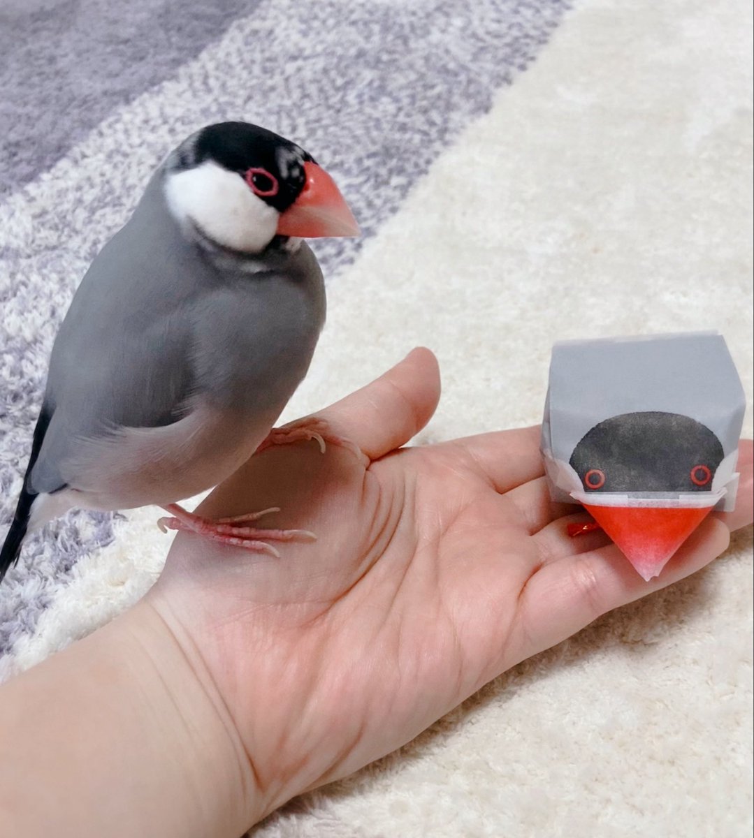 livingstone2_5's tweet photo. ちょっと怖いとのことです　
#文鳥　#金澤文鳥 https://t.co/OsYaECEYVx