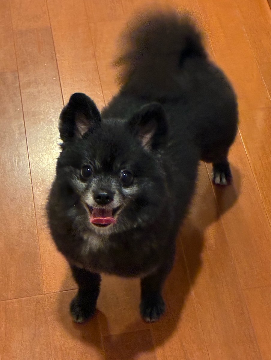 Astro_Kimiya's tweet photo. 皆さん、こんばんは！
仕事を終えて家に帰ると、いつもこの顔が待っていて疲れが吹き飛びます笑。
くまちゃん、癒しをありがとう！ https://t.co/764K4RcBL5