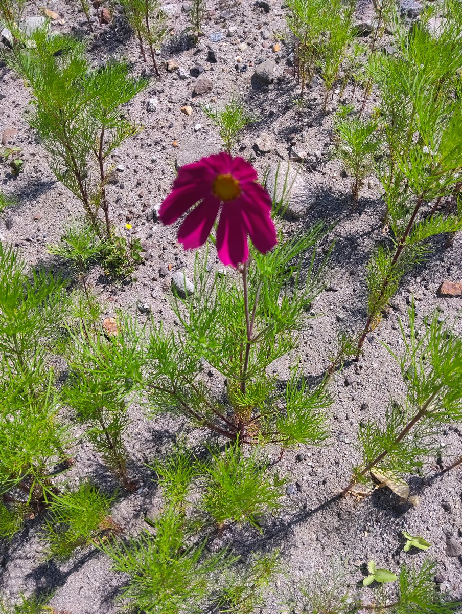 Haxter_create's tweet photo. あげる進捗がないのでそこら辺の花でもあげように
#Terminate_Core https://t.co/48a6vrfFC0