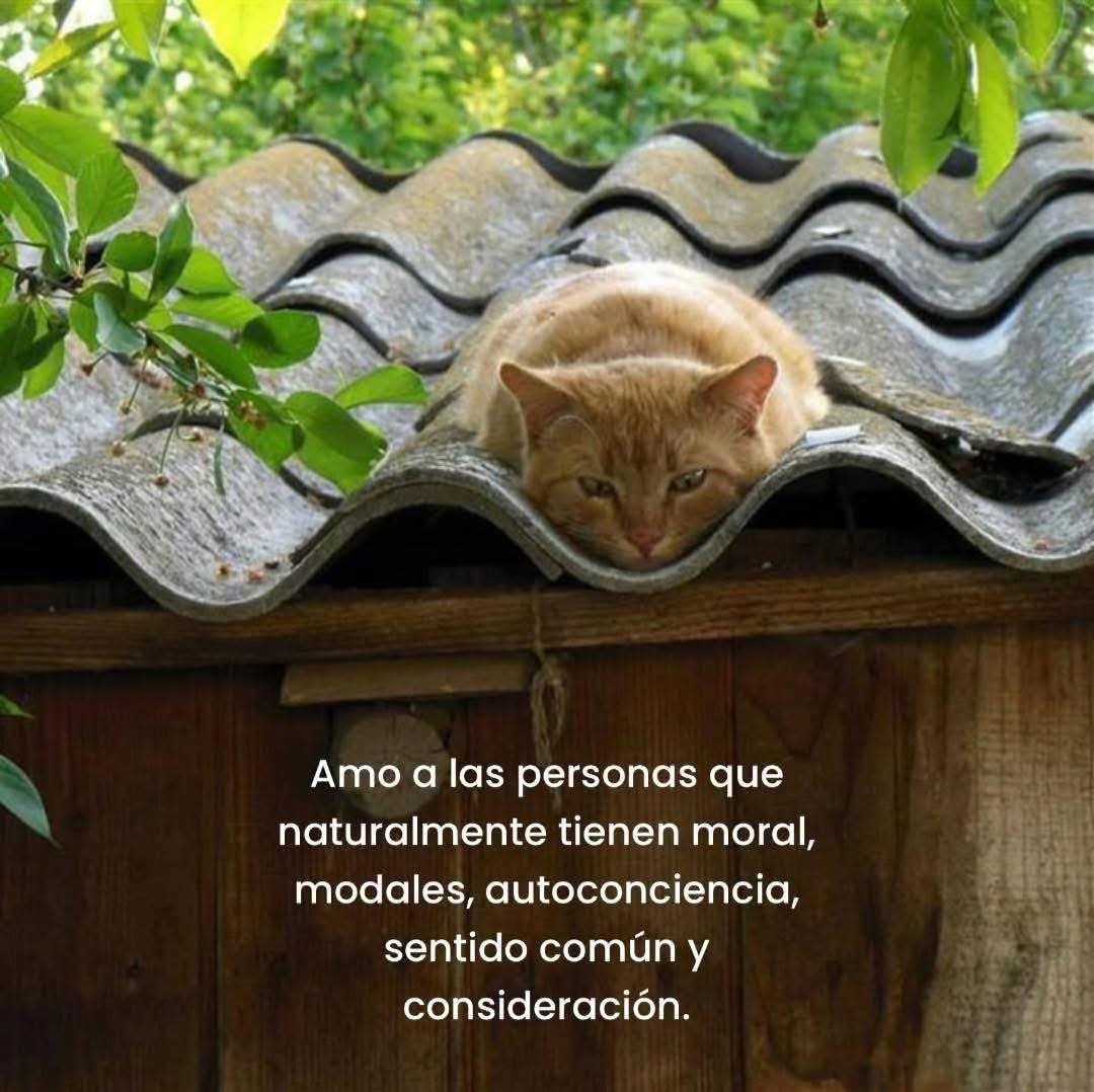 angelo_uf's tweet photo. https://t.co/PcFTZWgeTD