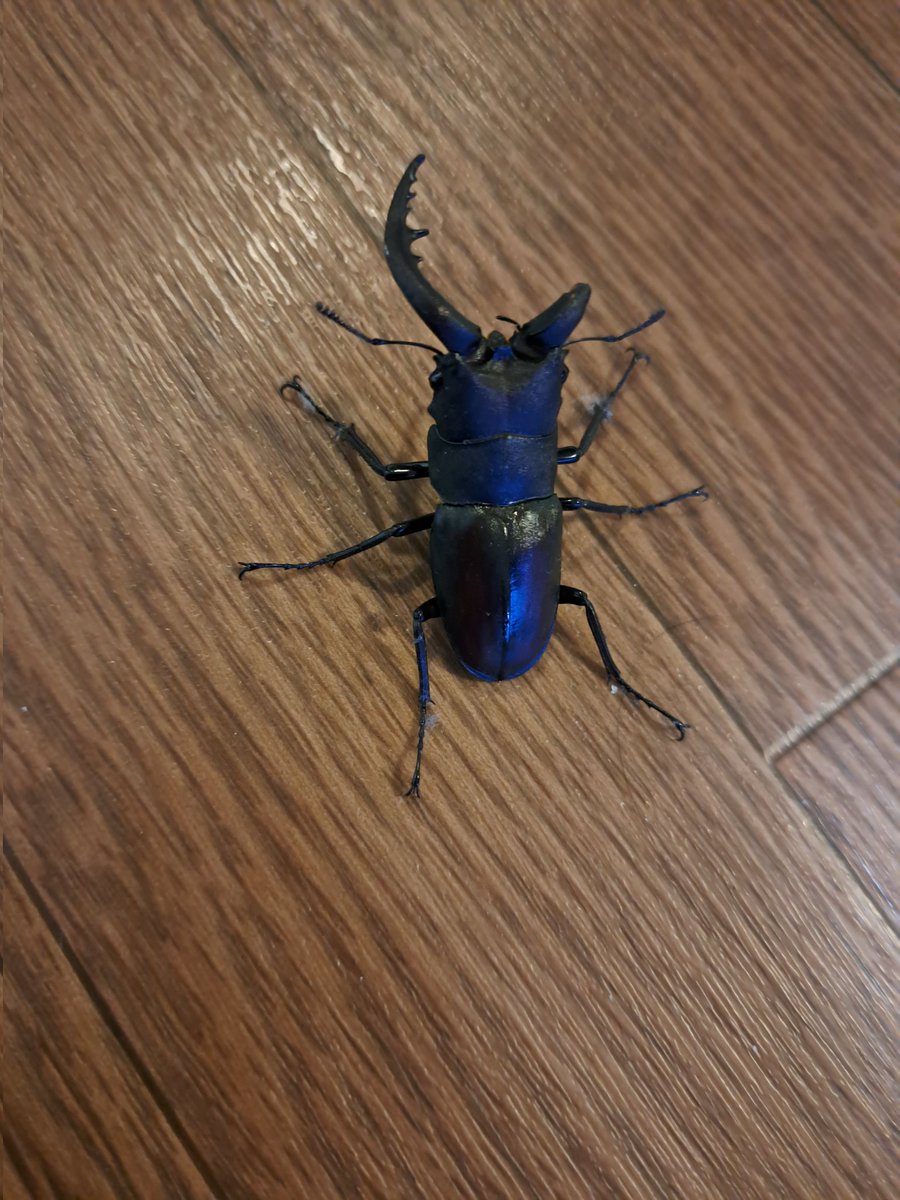 makoha1120's tweet photo. 今朝、夫が、昨日の夜、角が片方折れてるクワガタが網戸にとまってたよ、って言ってたんだけど、朝にはもういなかったから飛んで行ったんだなと思ってたら、今リビング歩いててびっくり👀‼️ https://t.co/rOvvMH5Zml