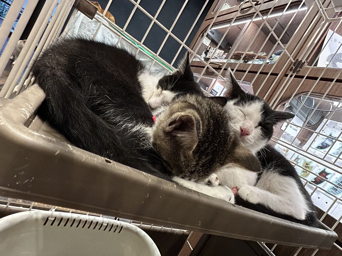tomaguds's tweet photo. 新しい子猫たち✨
かわいすぎる…！！
すでにゴロゴロいってたし、頭スリスリしてくれるし、甘噛みしてくれるし…
店内を元気に走り回れる日ははやそう…😌 https://t.co/1vAFxDJpnd
