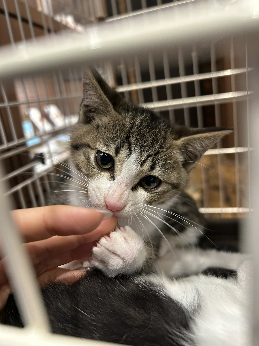 tomaguds's tweet photo. 新しい子猫たち✨
かわいすぎる…！！
すでにゴロゴロいってたし、頭スリスリしてくれるし、甘噛みしてくれるし…
店内を元気に走り回れる日ははやそう…😌 https://t.co/1vAFxDJpnd