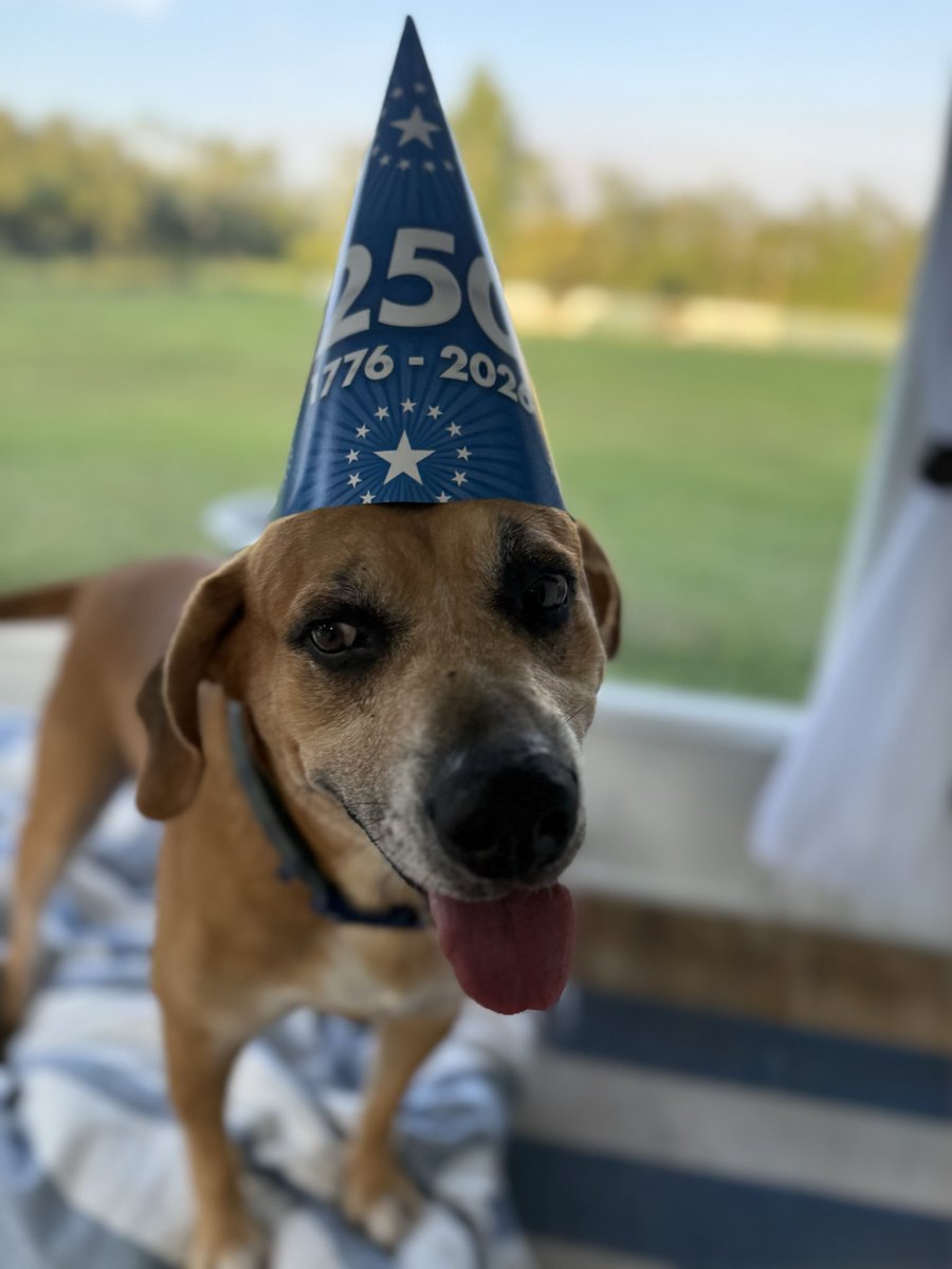 catturd2's tweet photo. Good morning X. 

Happy Wednesday. 

Petey is getting ready for the big 250th celebration early … https://t.co/GdtjZemGGq