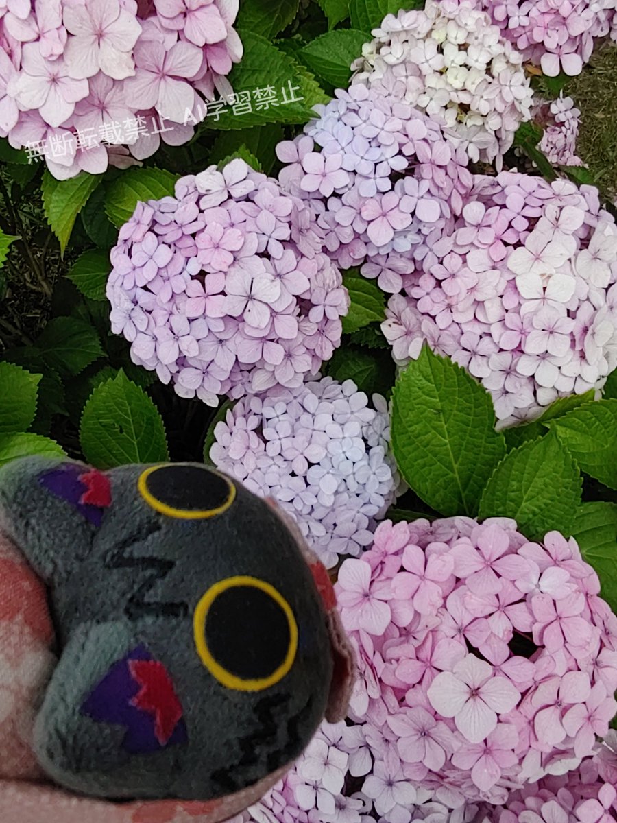 紫陽花を見に行ったおでかけふわふわくん。