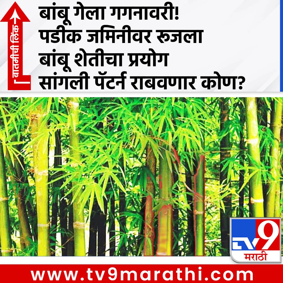 TV9Marathi's tweet photo. बांबू गेला गगनावरी! पडीक जमिनीवर बांबू शेतीचा अभिनव प्रयोग, शेतकरी मालामाल, सांगली पॅटर्न राबवणार कोण? 
https://t.co/IQfsYId0Nr
#BambooFarming #Sangli #MGNREGA #Farmer https://t.co/gIGmYuqQzM