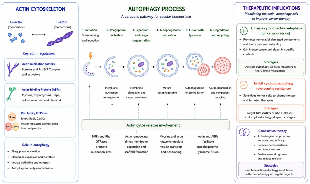 precisonco_MDPI's tweet photo. New Review in #PrecisionOncology!

"Modulating the Actin Cytoskeleton to Regulate Autophagy and Overcome Chemotherapy Resistance in Tumours"

🔗 https://t.co/w0sgYKTRQB

#Autophagy #ActinBindingProteins #CancerResearch
#Chemoresistance #DrugResistance #CancerBiology #CellBiology https://t.co/Fpokvab546