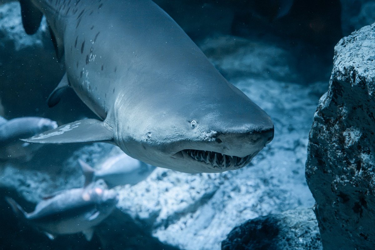 hydrogen_sknb's tweet photo. 家の近くにあって良かったものランキング

個人的にはすみだ水族館が1位です https://t.co/hmn0lw7nrl