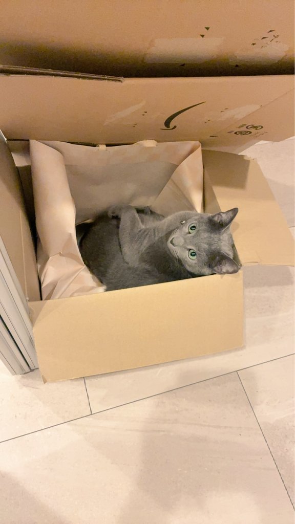 hraksnso's tweet photo. カリカリーナもう1つ買おうかな https://t.co/mN9DGuYRKq