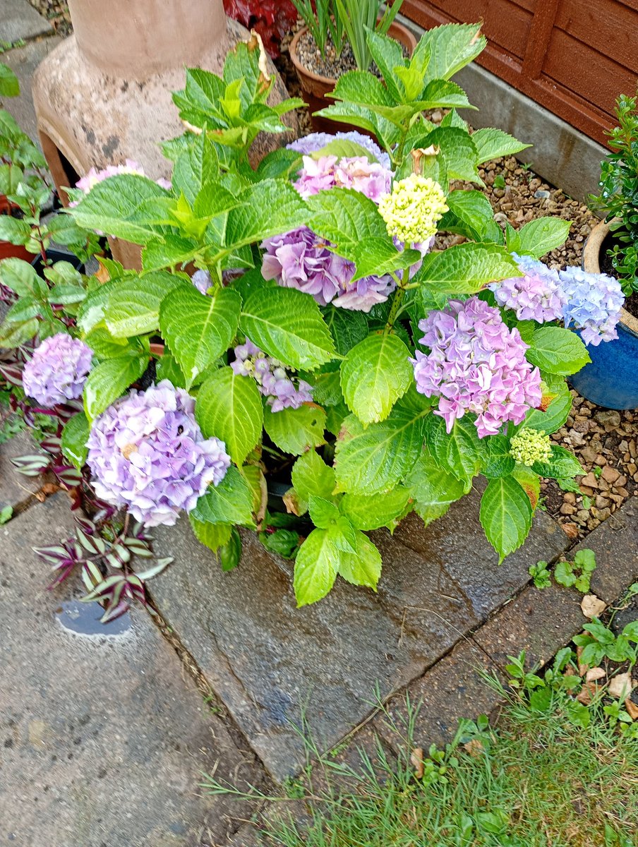 GarryMerrifield's tweet photo. Still recovering from the Hot weather https://t.co/qbXKbV8pJZ
