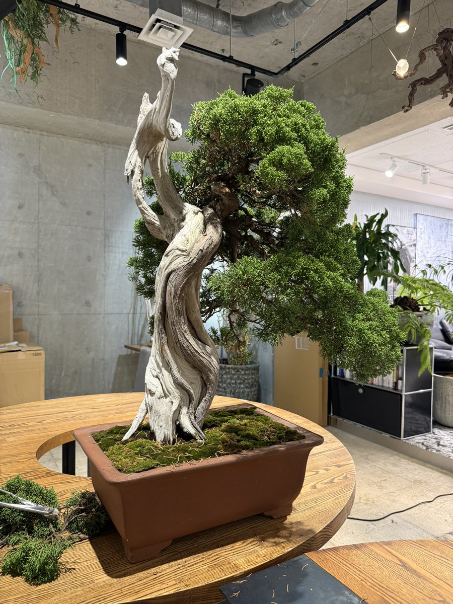 盆栽って、歴史の造形物なんだよな。すごい迫力。300年かかってできた