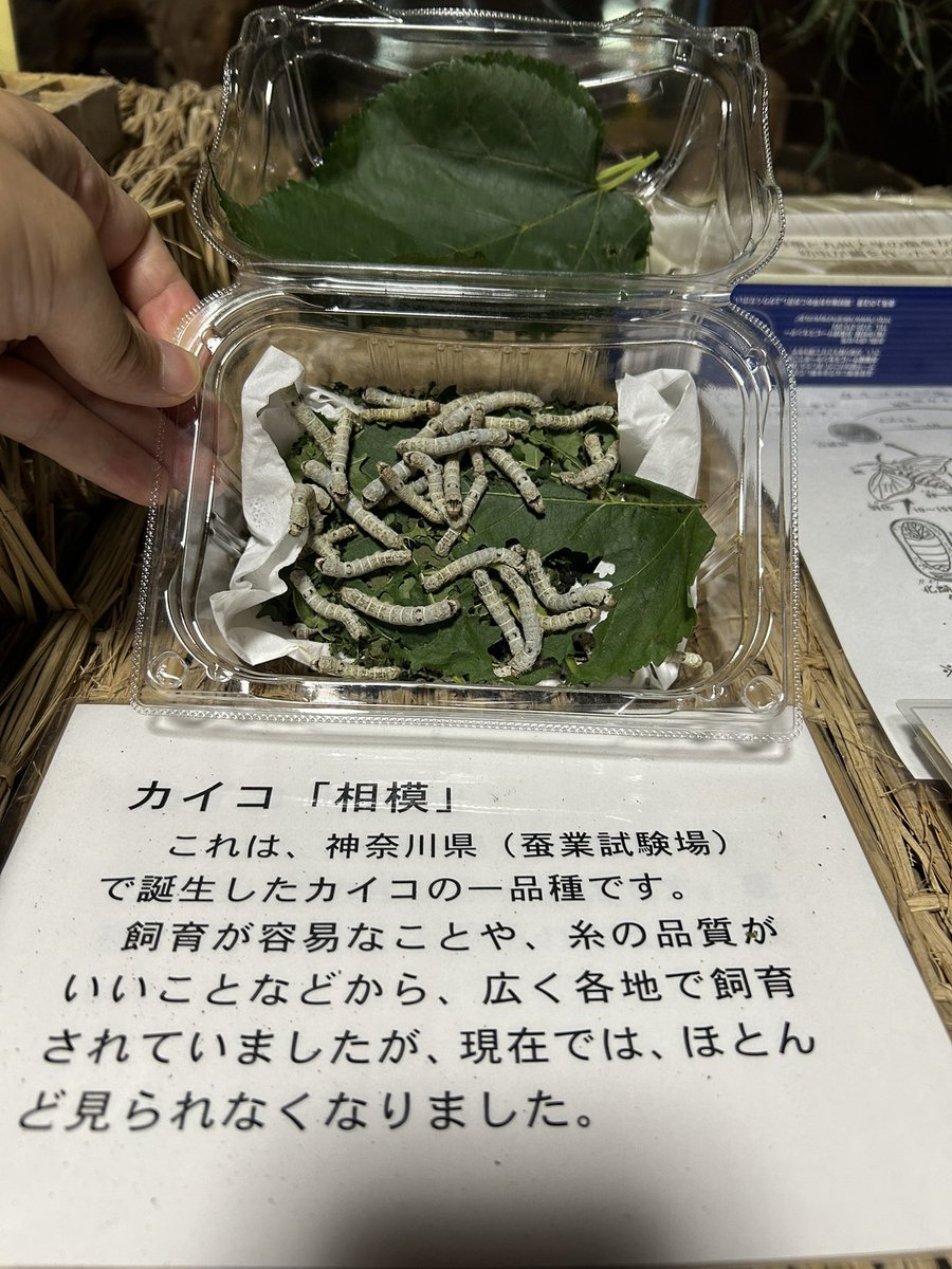 spobun_ka's tweet photo. #カイコ 
はじめに虫が苦手な方、すいません！
郷土資料館企画展と"虫"つながりで
現在、七夕飾り展中の古民家山十邸では、カイコ「相模」（神奈川県で生まれた品種）の飼育展示も実施中
寄贈された小沢の榎本さんによると五齢になり、邸内に植えてある #愛川町 で誕生した名桑「春日」を食べ成長中… https://t.co/ixn1deMJVT