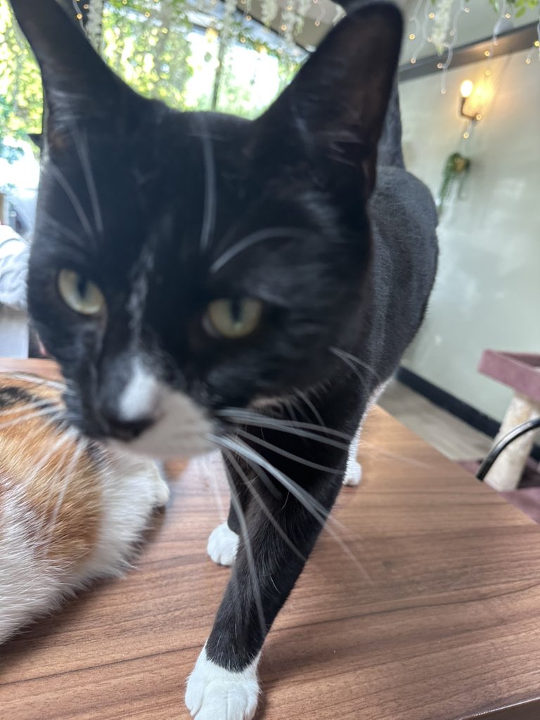 Pawsandclaws99's tweet photo. Some closeups of Bruno ❤️#cats https://t.co/hSWuQ8wDMD