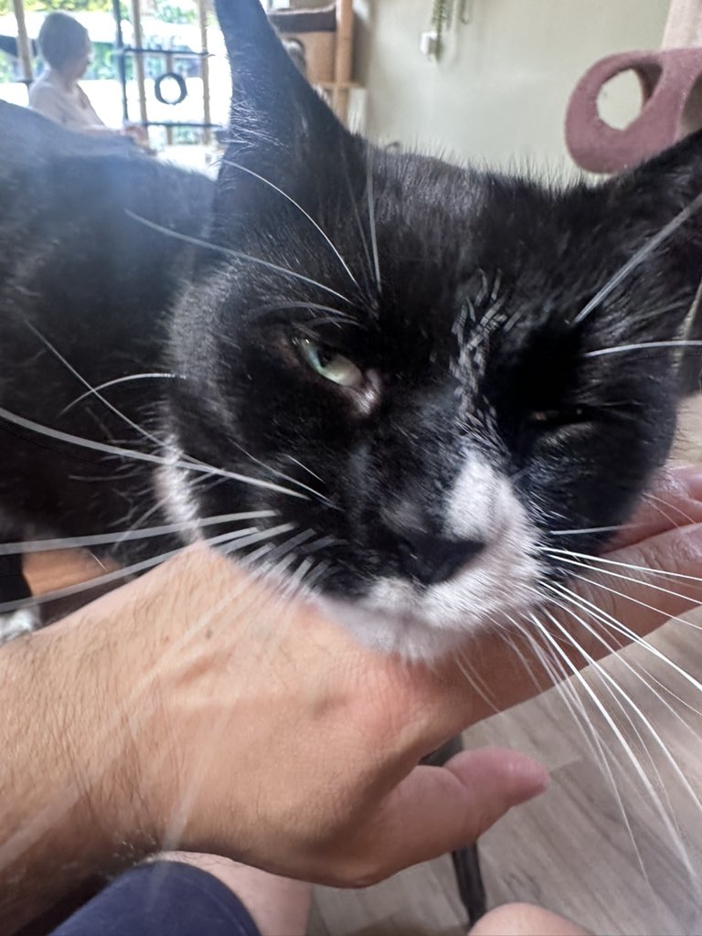 Pawsandclaws99's tweet photo. Some closeups of Bruno ❤️#cats https://t.co/hSWuQ8wDMD