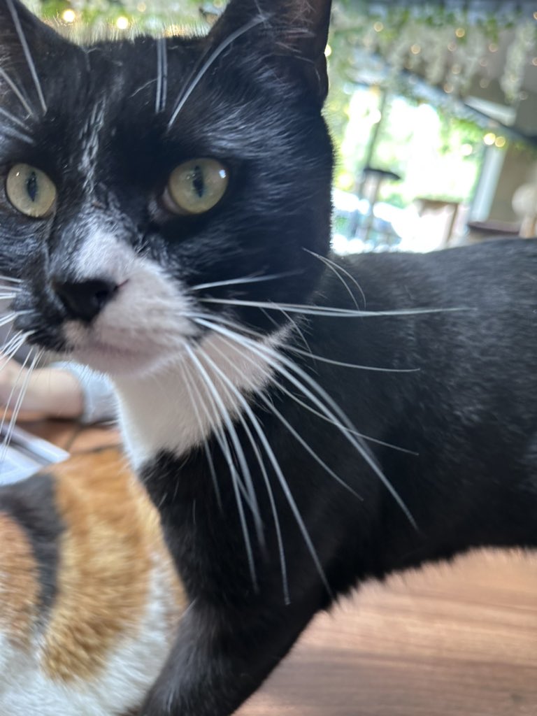 Pawsandclaws99's tweet photo. Some closeups of Bruno ❤️#cats https://t.co/hSWuQ8wDMD