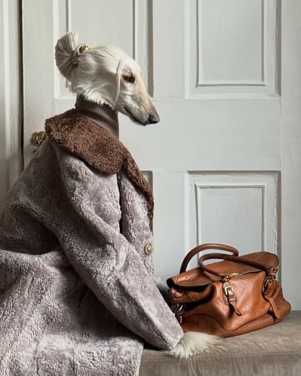 BiancoDavinci's tweet photo. the most stylish pet in the world. https://t.co/DK8xBdMPPK