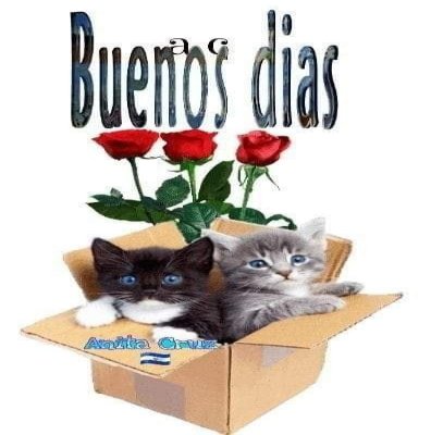 gatosviados's tweet photo. https://t.co/CtAgeM9rbI