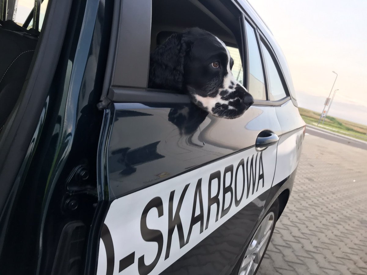 KAS_Rzeszow's tweet photo. 🗓️Dzień Psa to szczególna okazja, by docenić naszych czujnych i niezastąpionych czworonożnych towarzyszy. Pies to nie tylko przyjaciel człowieka – w #KAS pełni rolę partnera w wymagającej oraz odpowiedzialnej służbie.
🐕Na Podkarpaciu pracuje 23 #PsyKAS. https://t.co/SCY3dFnU0K