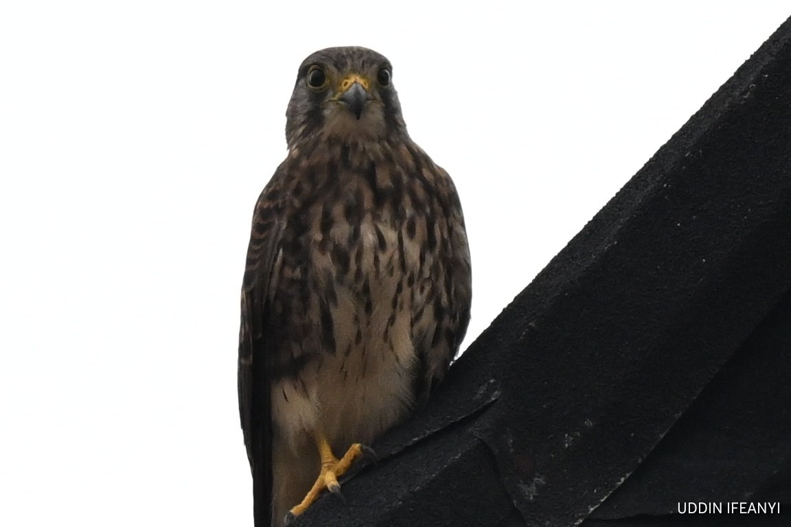 IfeanyiUddin's tweet photo. Best known for its ability to hover motionless in the wind, the Common Kestrel (Falco tinnunculus) can spot small prey from surprising distances before swooping with pinpoint accuracy.
#BirdsOfLagos https://t.co/OaFEkwSjlr