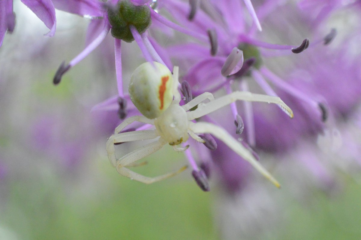 SilentBloomLab_'s tweet photo. Hidden among soft purple petals, a crab spider waits patiently.
In the miniature world of flowers, beauty and predation often exist side by side. 🕷️🌸
#NaturePhotography #MacroPhotography #Spider #TinyWonders #GardenWildlife #insectphotography https://t.co/AbVo1tOmsp