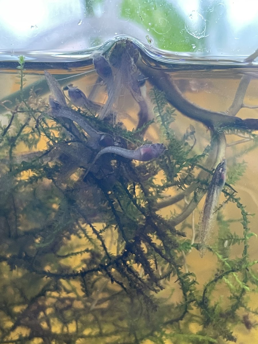 kerofan050416's tweet photo. ブラックウォーター育ちがいいです
餌はメダカの飼育水のグリーンウォーターをぶち込んでるだけです https://t.co/vmNBFMCeWM
