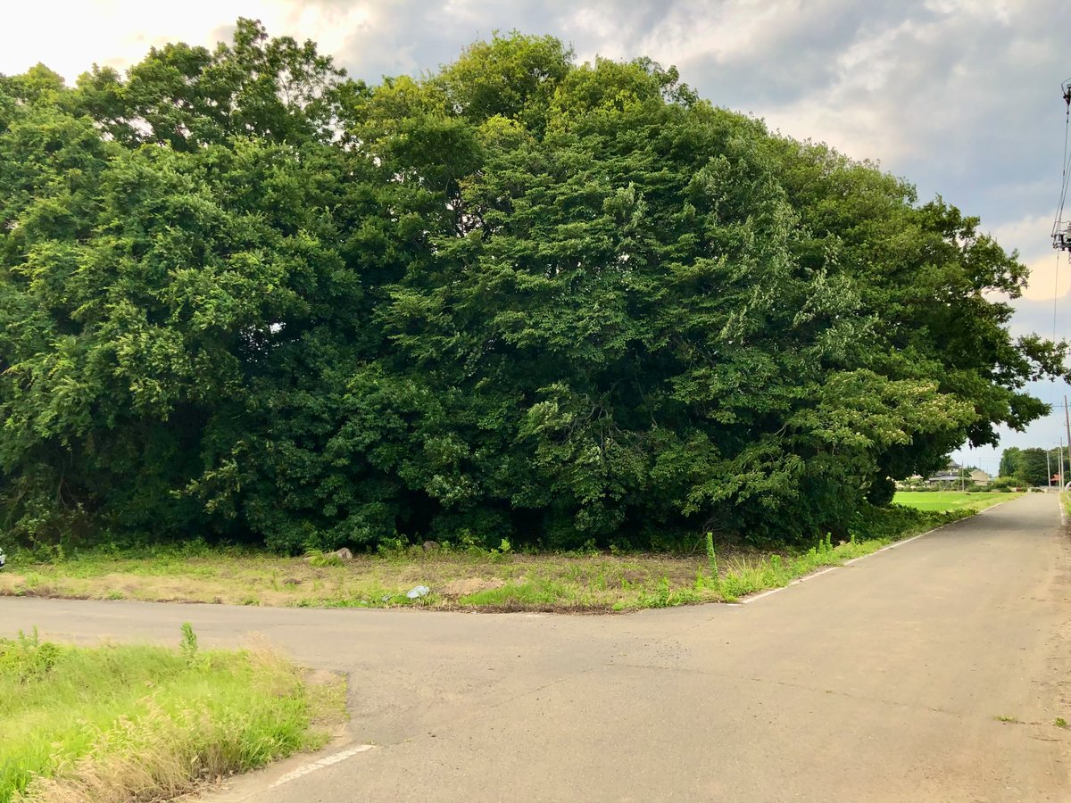 Haru_GIOIRE's tweet photo. 栃木県真岡市の鹿古墳群・天神山古墳を訪問。

栃木県指定史跡の前方後円墳で、全長約55m、後円部径約27mを誇る鹿古墳群最大の古墳です。
5〜6世紀頃に築かれた当地の有力首長墓と考えられす。

かつては周囲に円墳群が築かれ、一大古墳群を形成していました。

#天神山古墳 https://t.co/L8Md0G0tvw