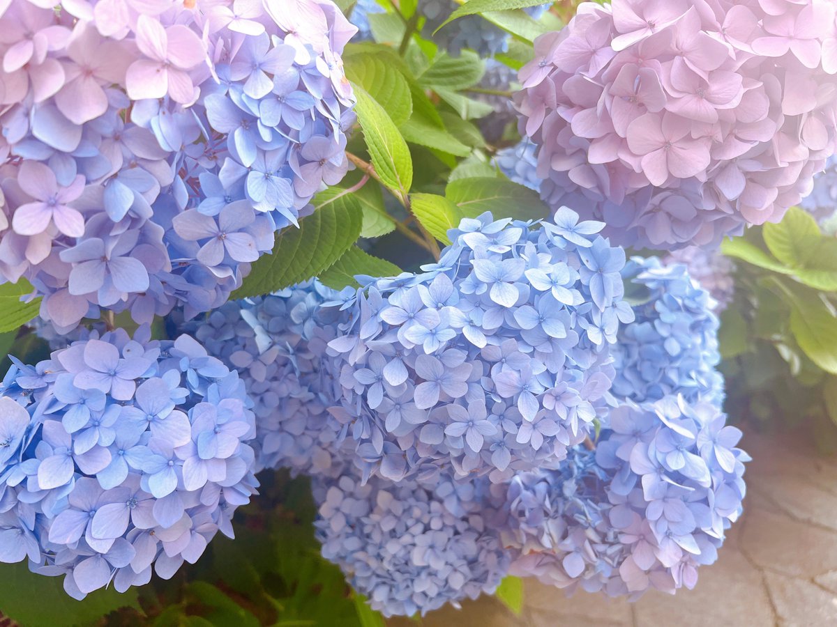 ninomae07's tweet photo. この紫陽花の写真はお気に入りかも！
鎌倉に行った時のやつ。こんな存在感があってやわらかく、かわいい花があるのか…と思う https://t.co/oDiXhYHUG5