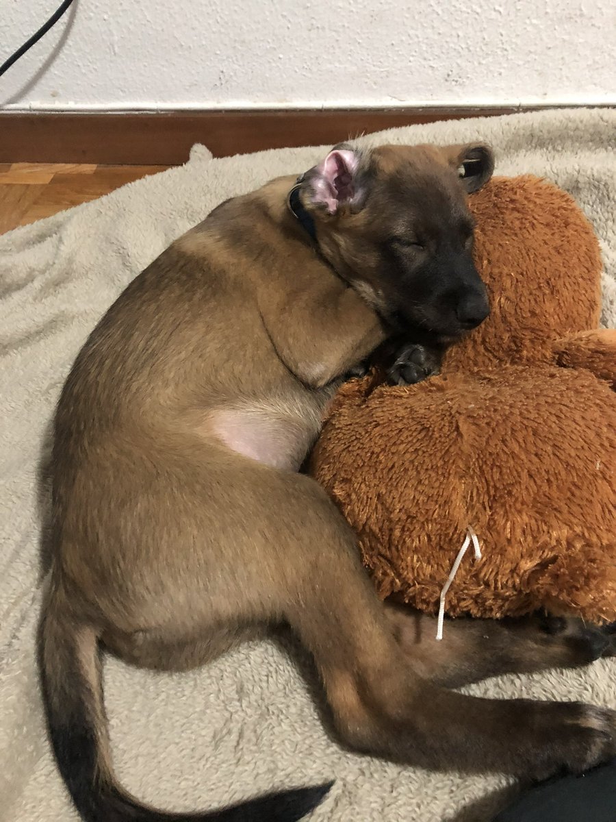 lesgyuu's tweet photo. miren a mi perrito cuando era chiquitin :3 https://t.co/kC1ipzAgvz
