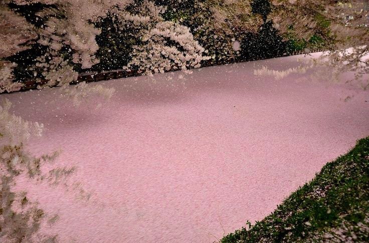 kooromi19's tweet photo. the river wears cherry blossoms in full pink https://t.co/29Dxy0yLlE