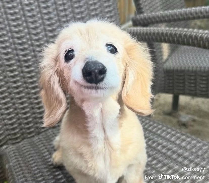 jedavaloss's tweet photo. a tu puta casa viteeeeeeeee https://t.co/swgMe896ng