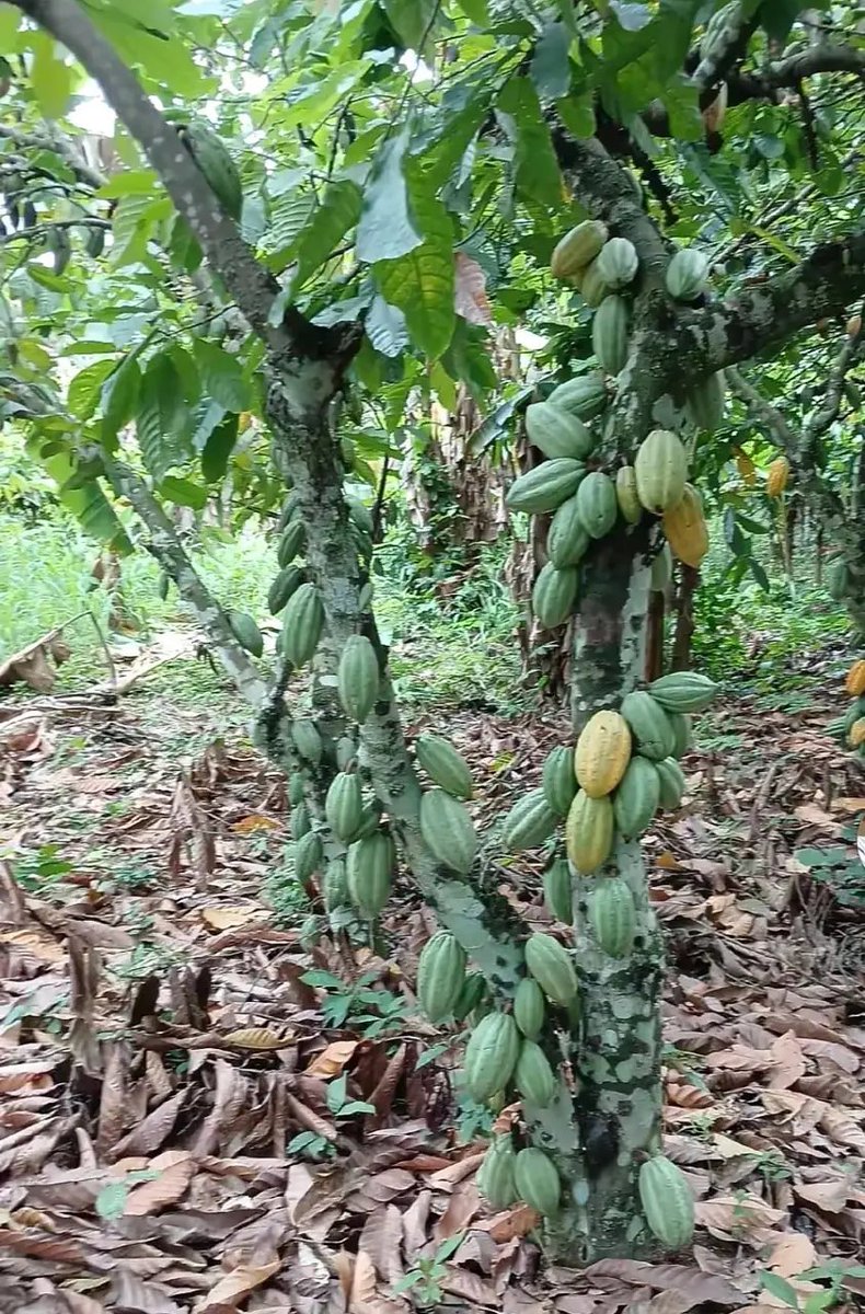 ByarugabaRemi's tweet photo. Cocoa is another  profitable  venture

Farmers think long term https://t.co/inZqrt4iQd