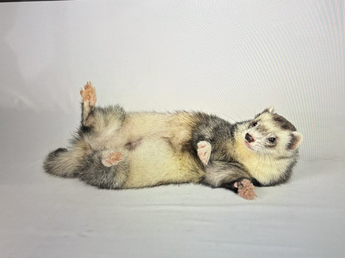 yayoiferrto's tweet photo. 桜も終わり過ごしやすい季節も束の間、暑い日がもう始まっています…出かける前のエアコンよろしくお願いします。そして在宅時、窓や網戸、玄関ドアの締め忘れなど気をつけて下さい。決して迷子にはさせないで下さい、自力では帰って来れません、小さな命を守ってあげて下さい🙇‍♀️ https://t.co/2h25ljSWac