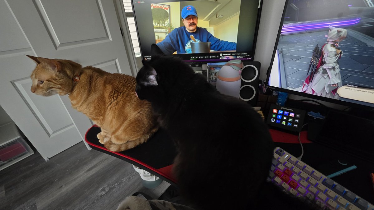 Magnoliales_'s tweet photo. Always good and helpful kitties https://t.co/akEo9iuUFo