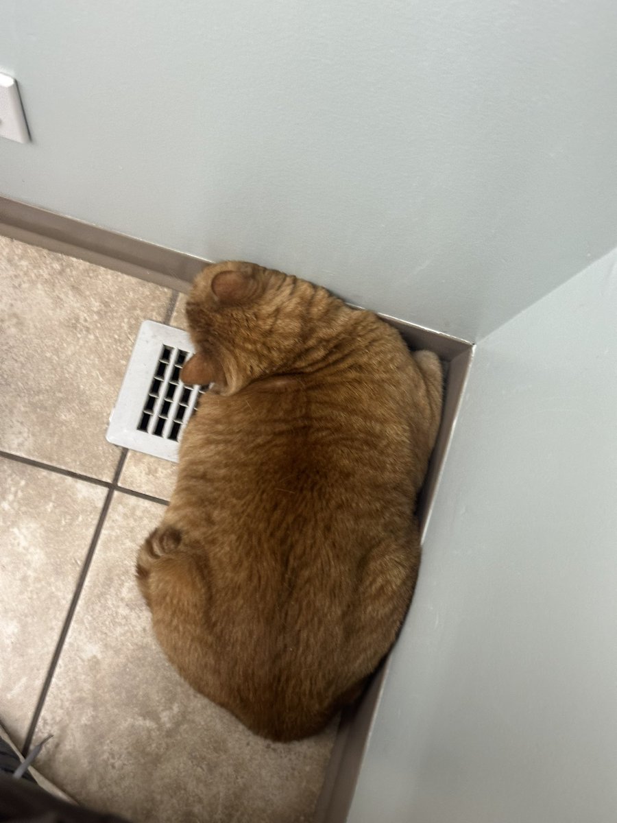 sharl_leclerc16's tweet photo. my chud son is embarrassing me at the vet by hiding in the corner https://t.co/OVpJ7Yph6K